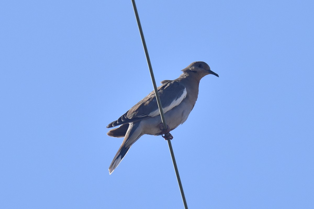 White-winged Dove - ML610092470