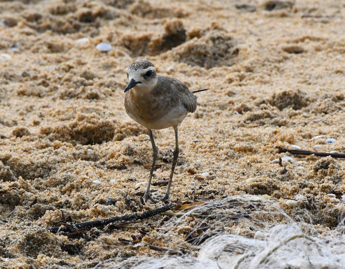 Caspian Plover - ML610092499