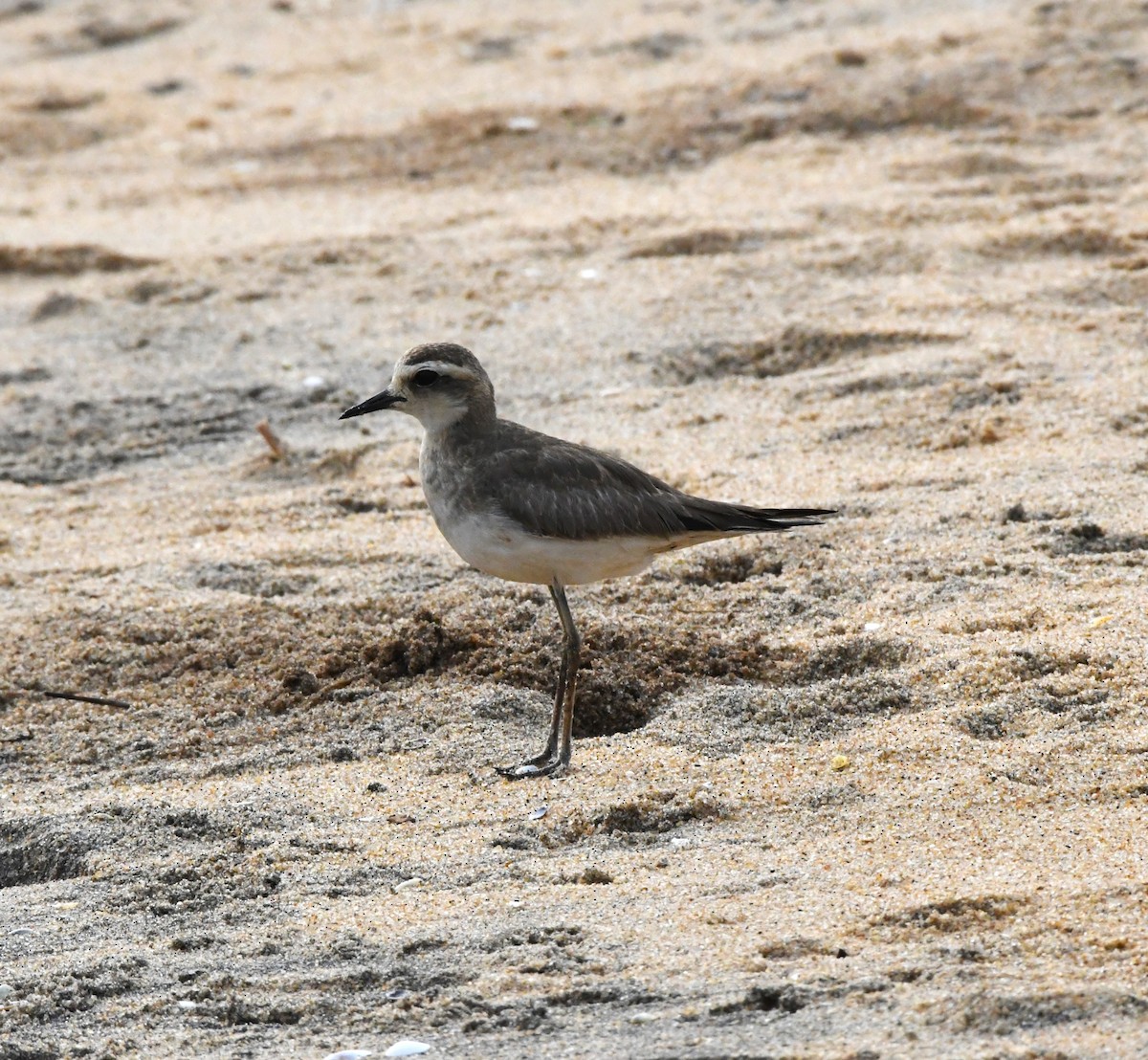 Caspian Plover - ML610092512