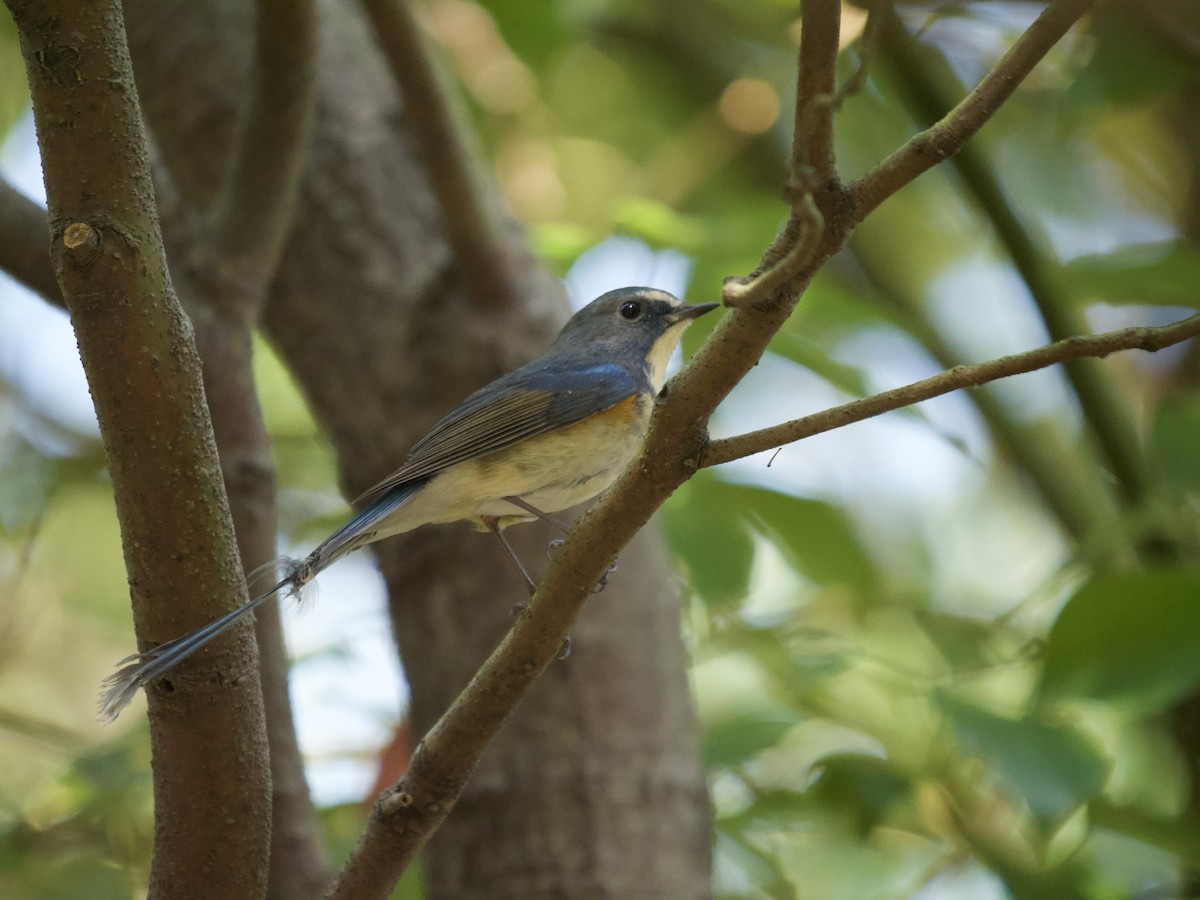 Red-flanked Bluetail - ML610092524