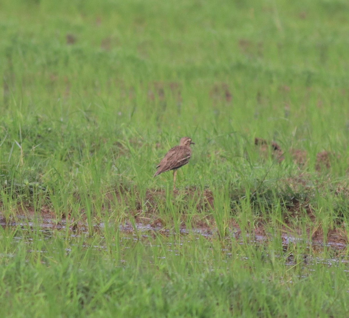 Indian Thick-knee - ML610092601