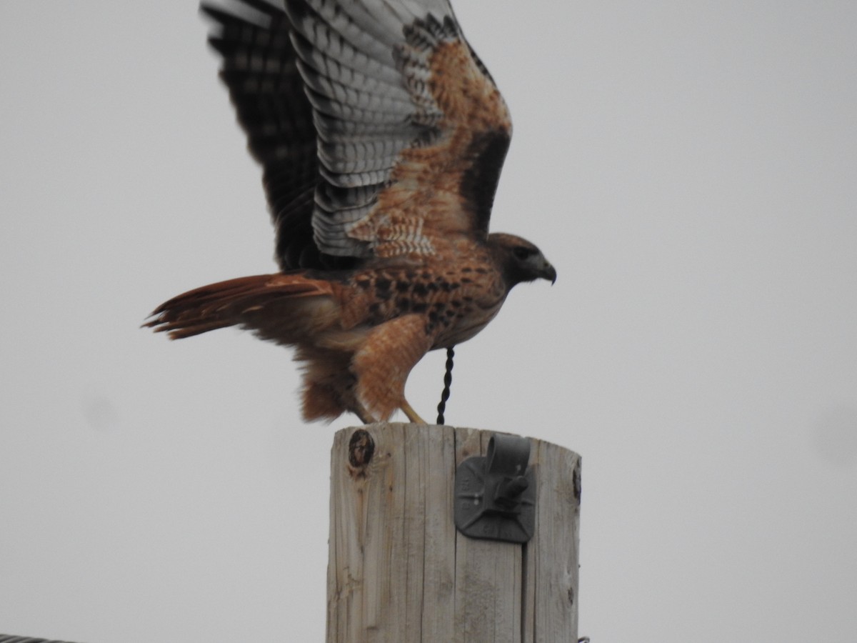 Red-tailed Hawk - Jordan Rowley