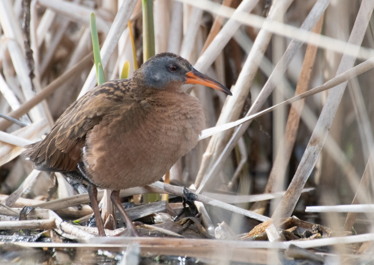 Virginia Rail - Esther Sumner