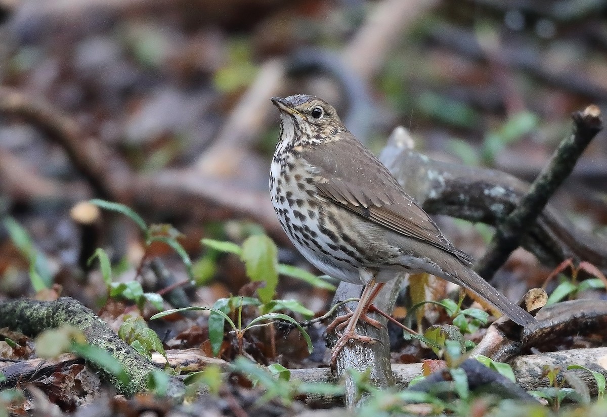 Song Thrush - ML610092782