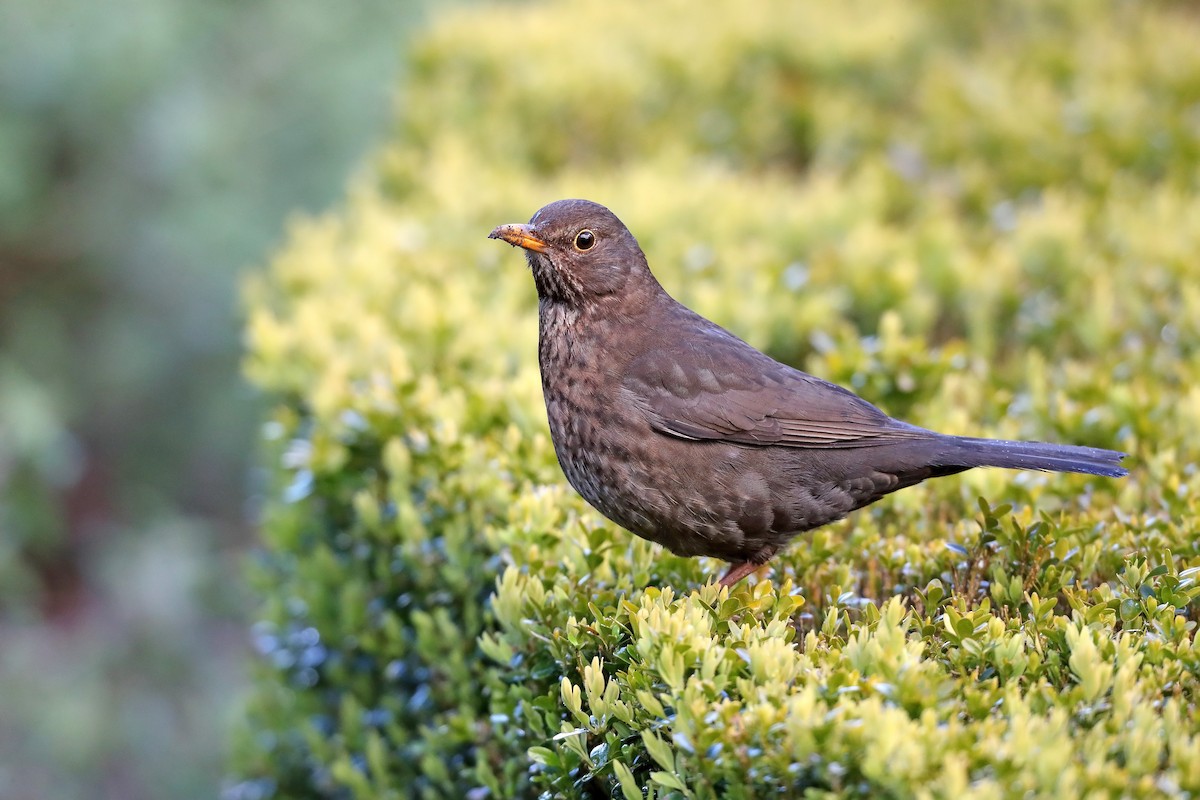 Eurasian Blackbird - ML610092785