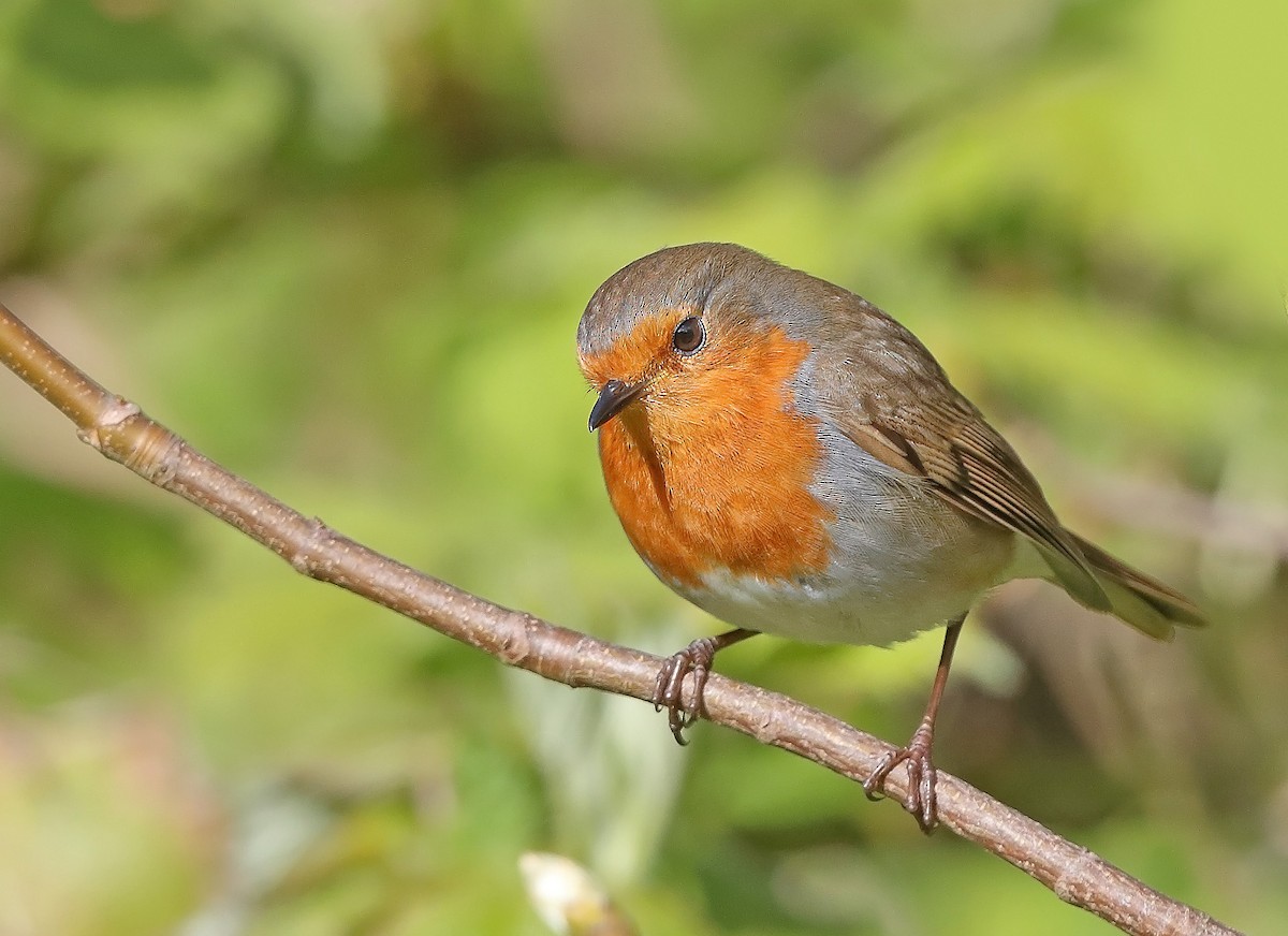 European Robin - ML610092793