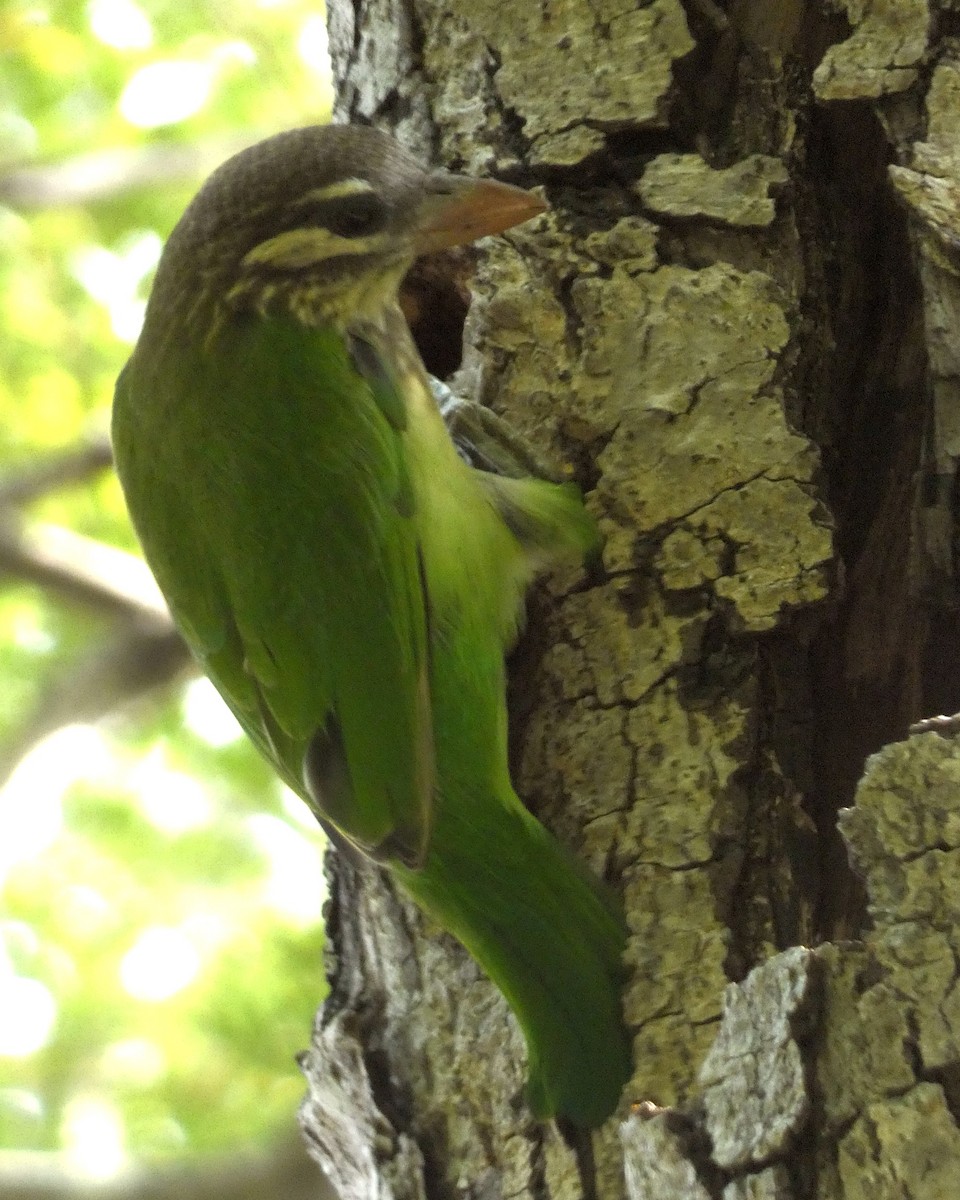 barbet bělolící - ML610092802