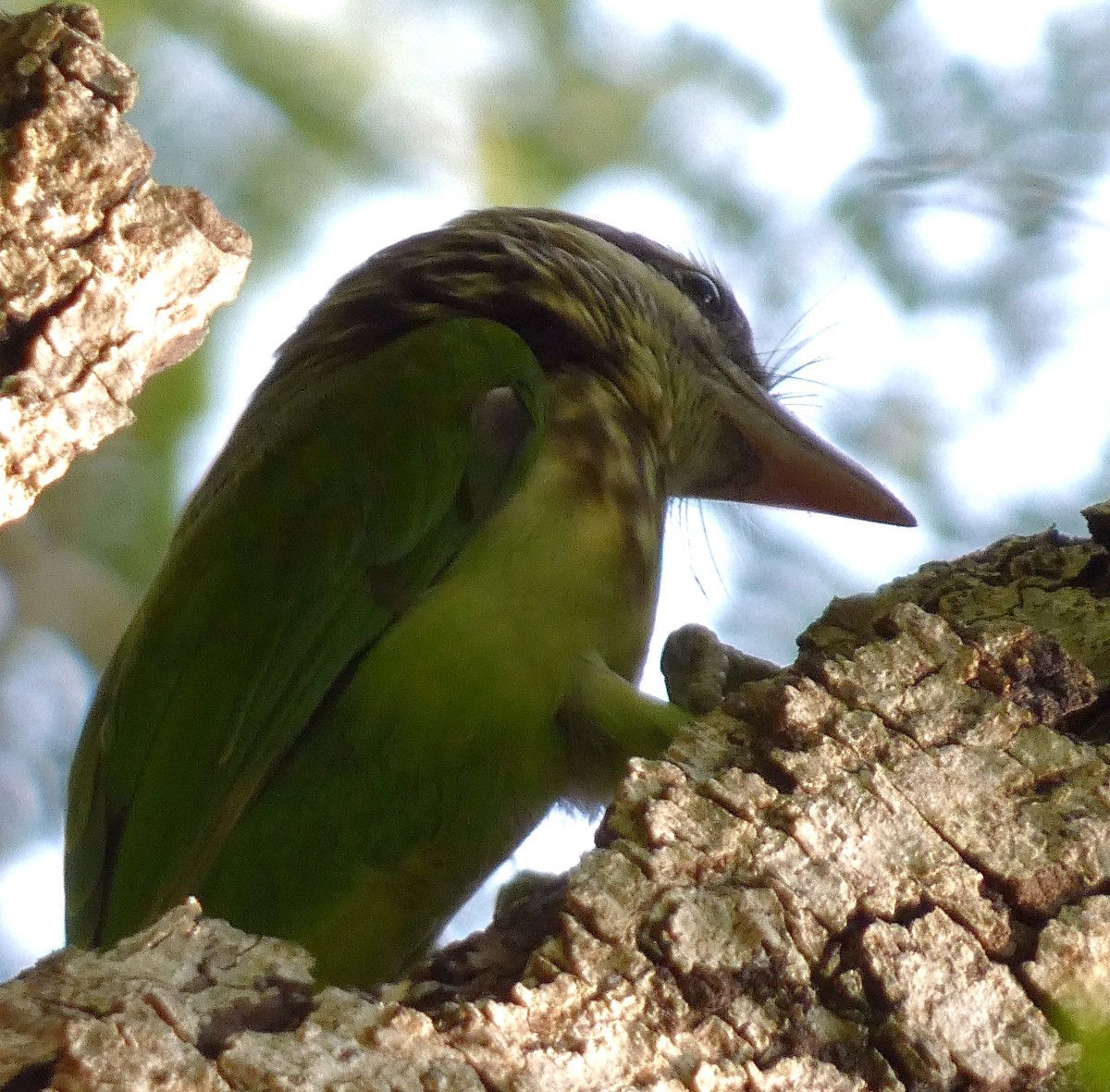 barbet bělolící - ML610092803