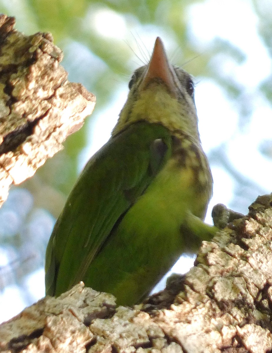 barbet bělolící - ML610092804