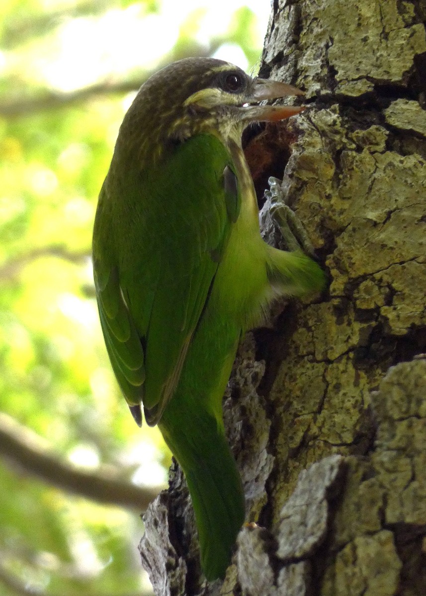 barbet bělolící - ML610092805