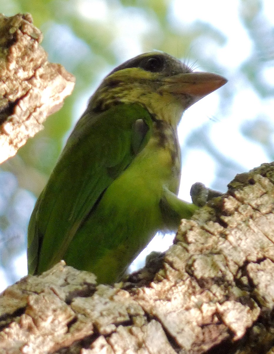 barbet bělolící - ML610092806