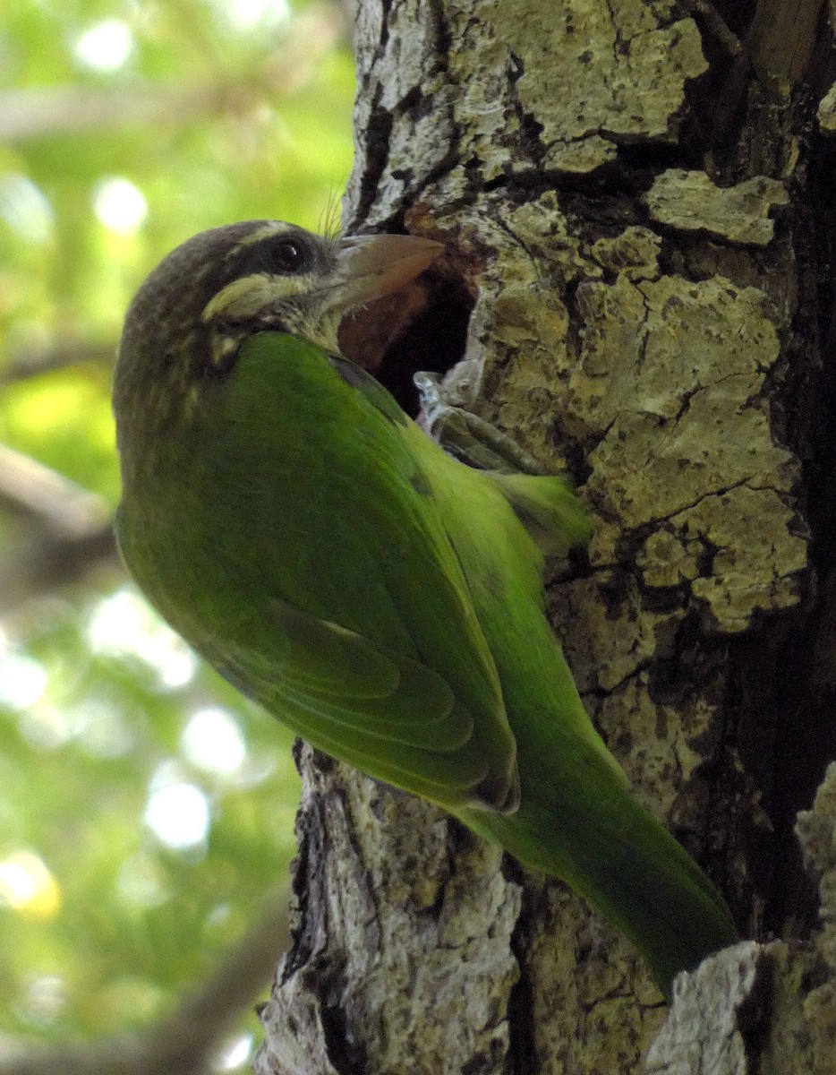 barbet bělolící - ML610092807