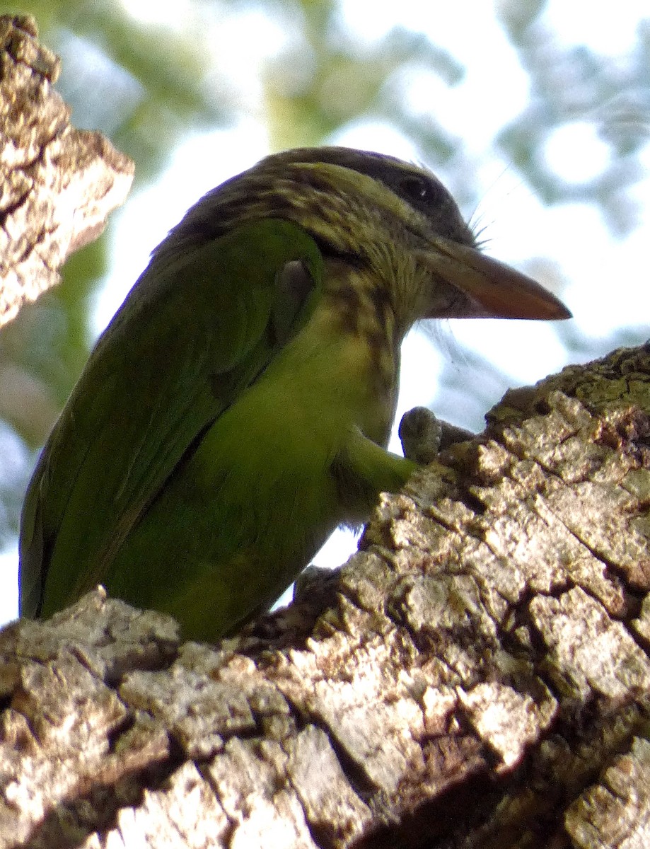 barbet bělolící - ML610092808