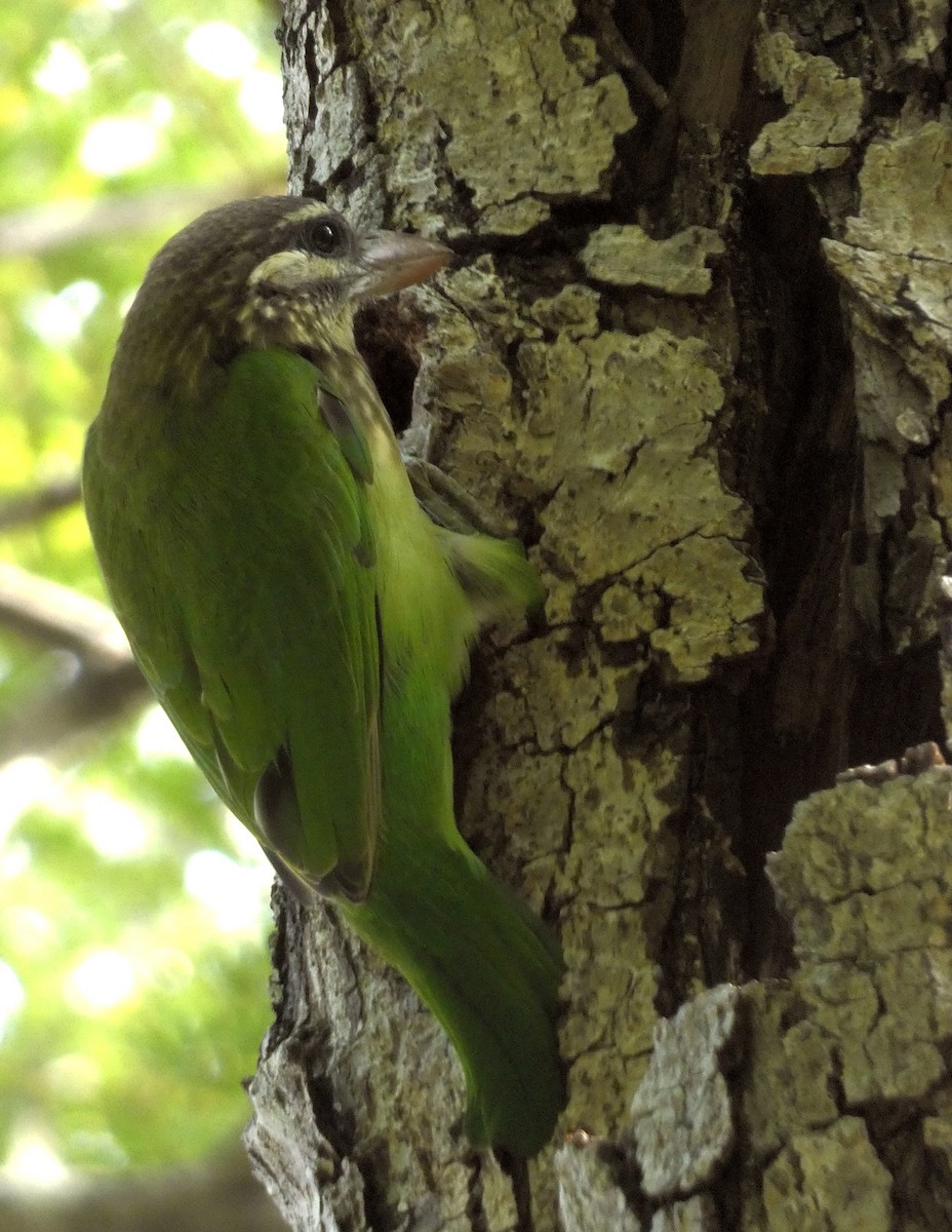barbet bělolící - ML610092809