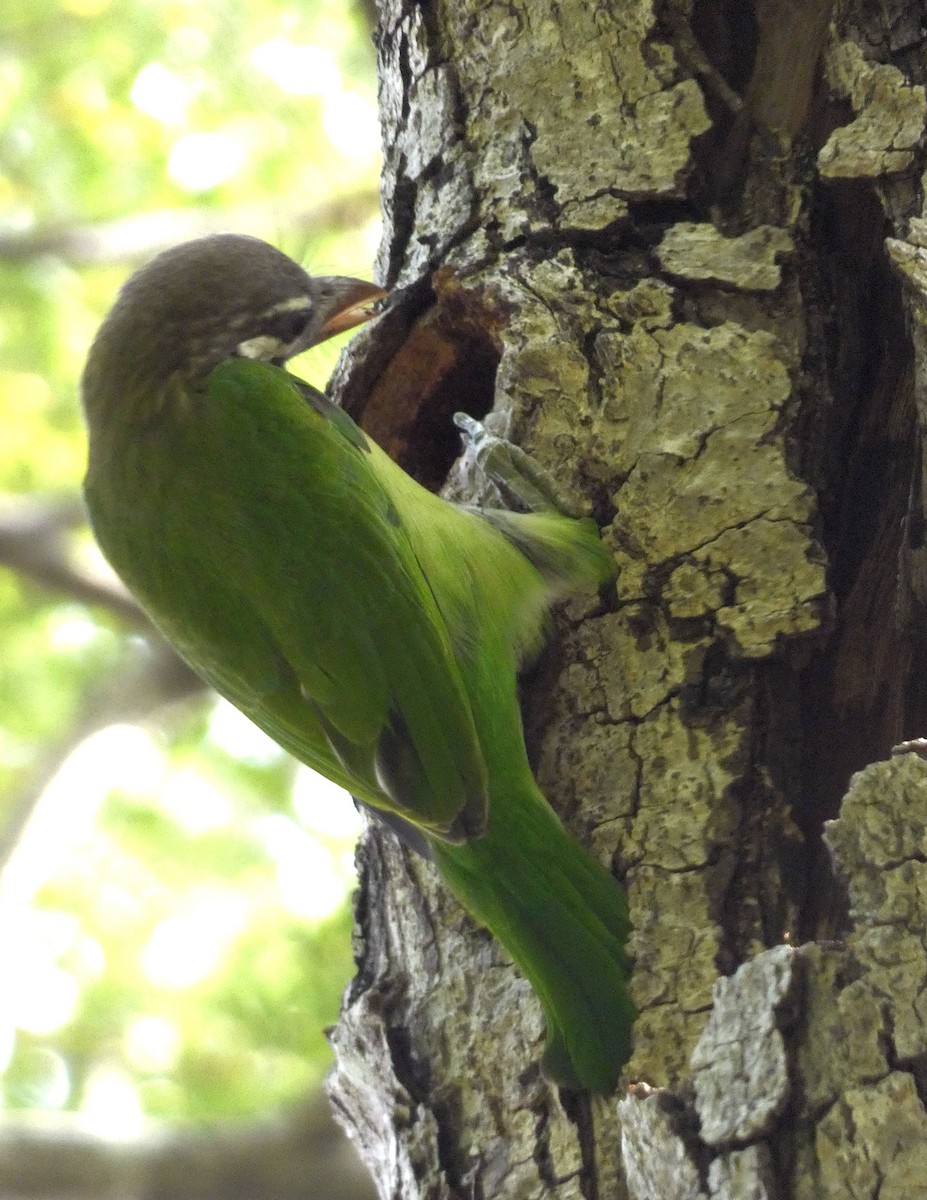barbet bělolící - ML610092810