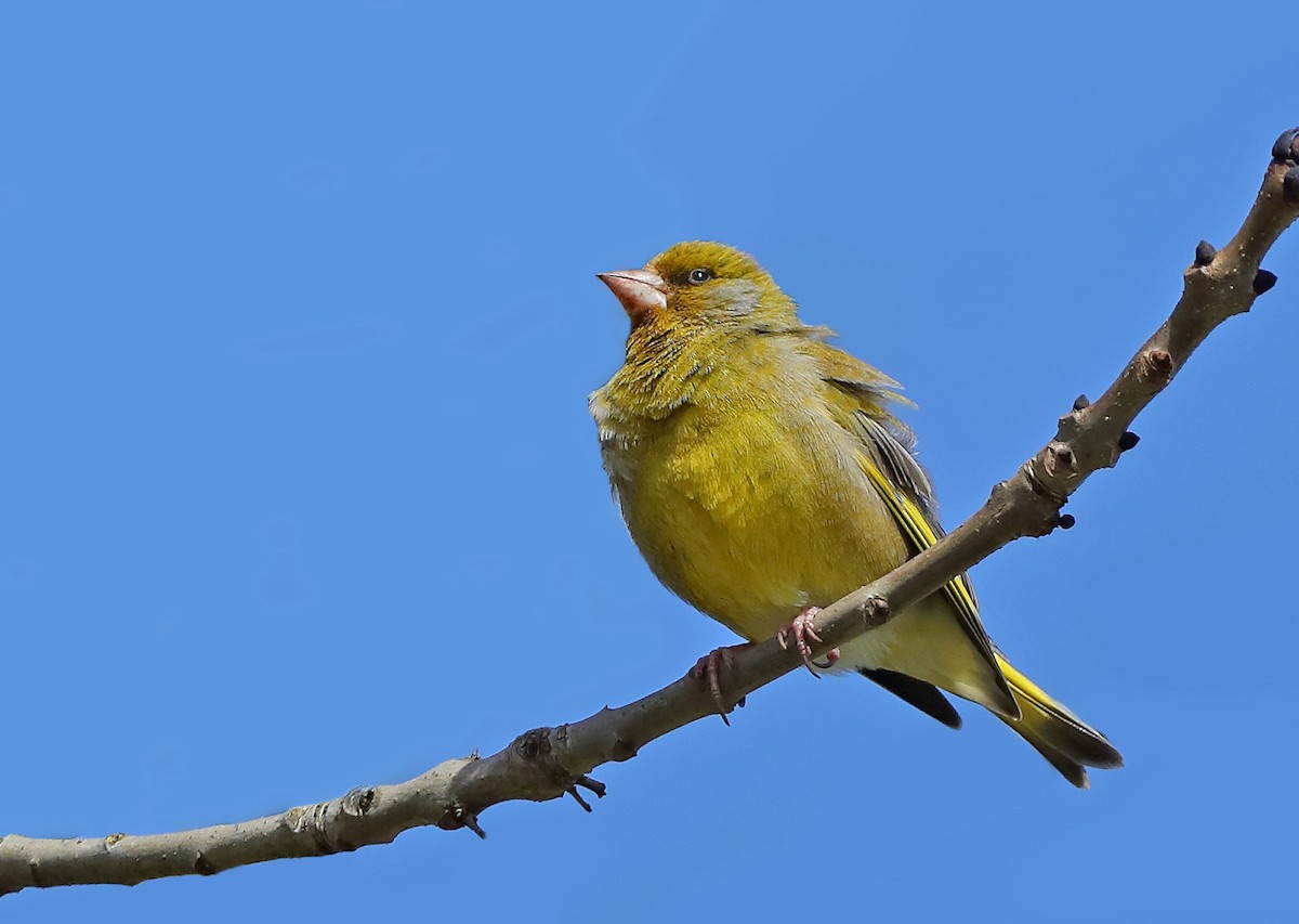 European Greenfinch - ML610092819