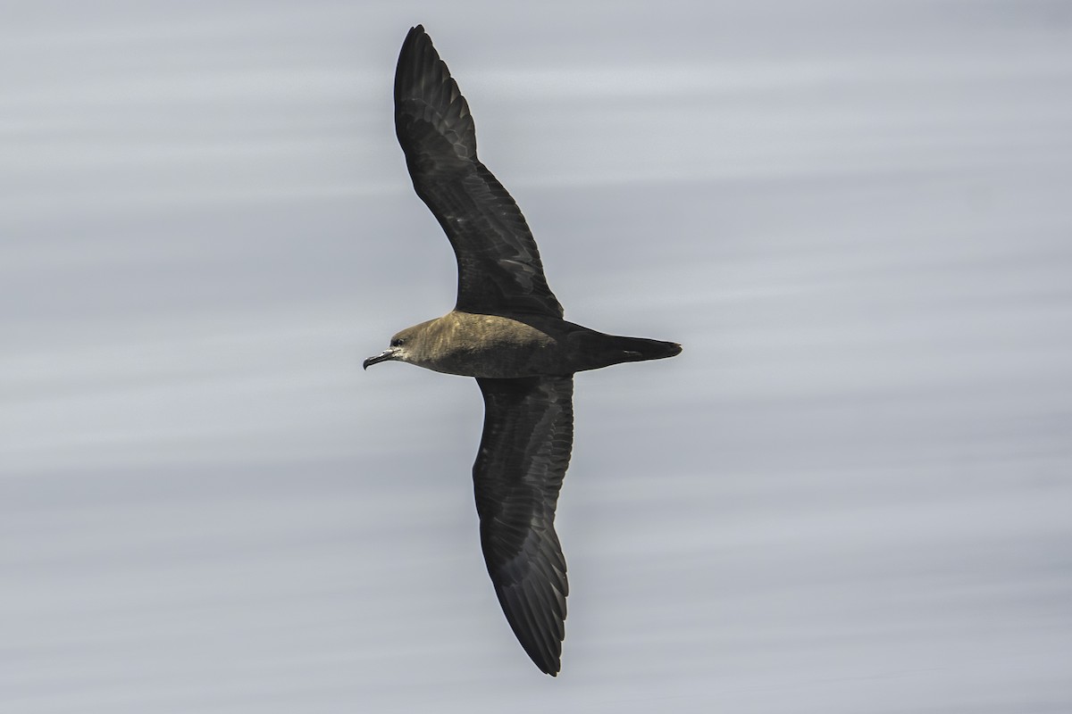 Wedge-tailed Shearwater - ML610092868