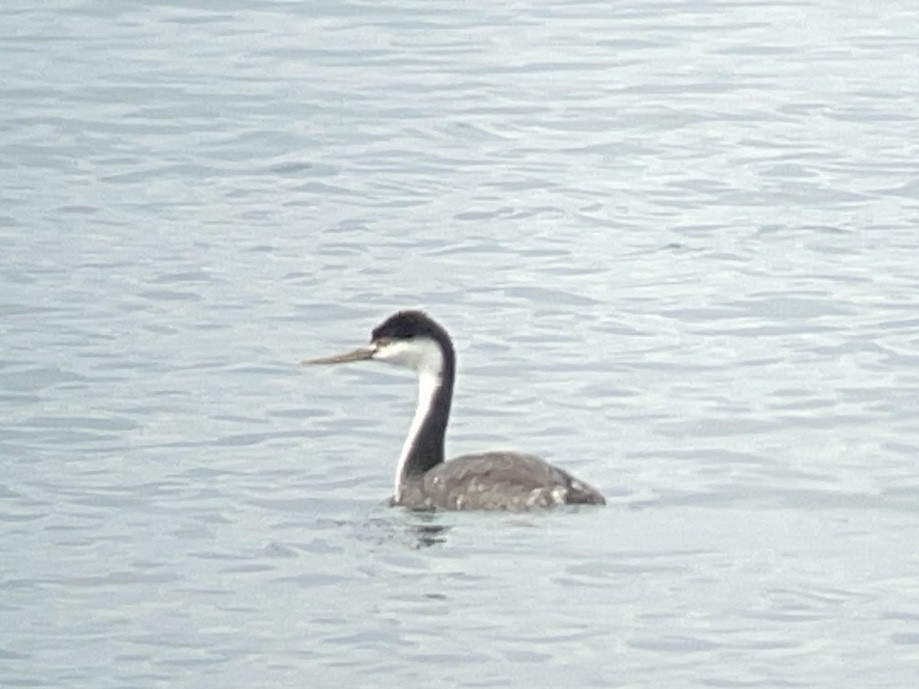 Western Grebe - ML610092883