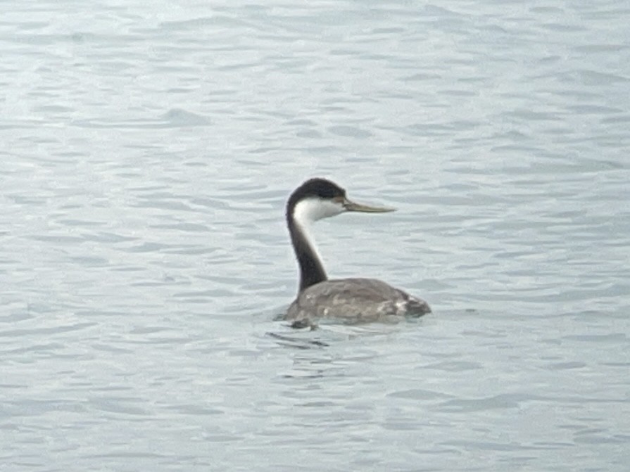 Western Grebe - ML610092884