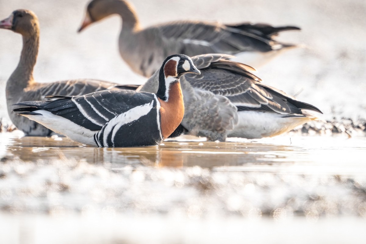 Red-breasted Goose - ML610092891