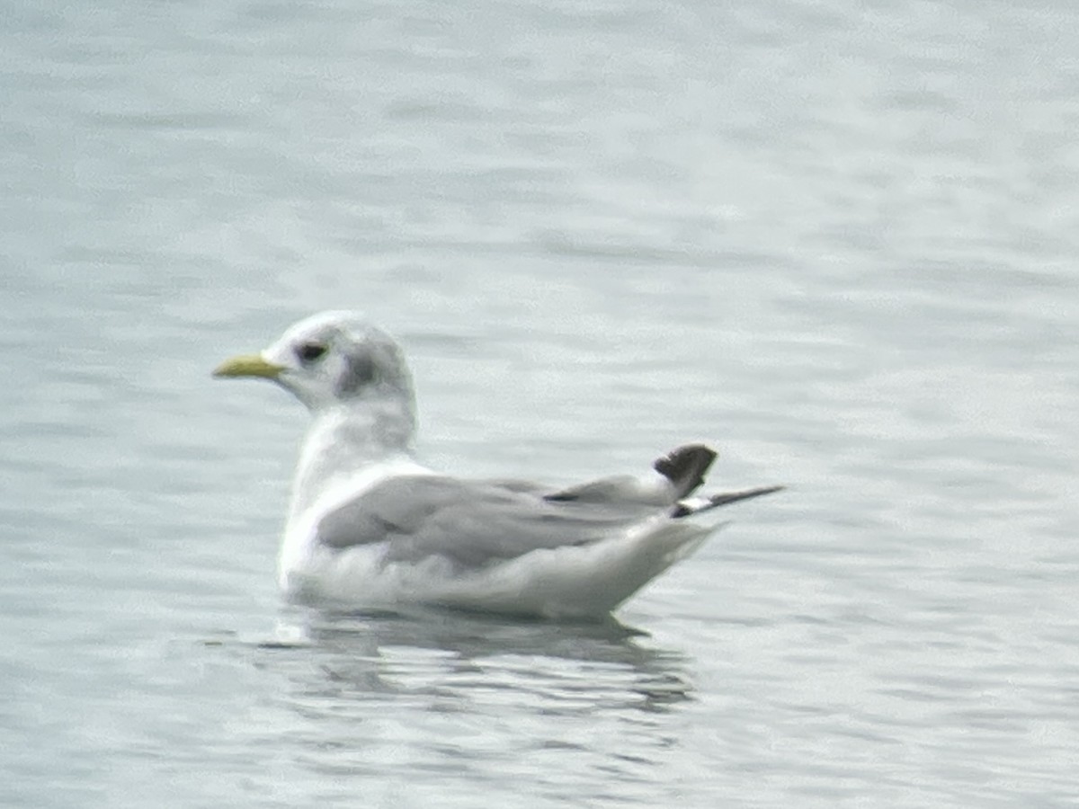 Mouette tridactyle - ML610092893