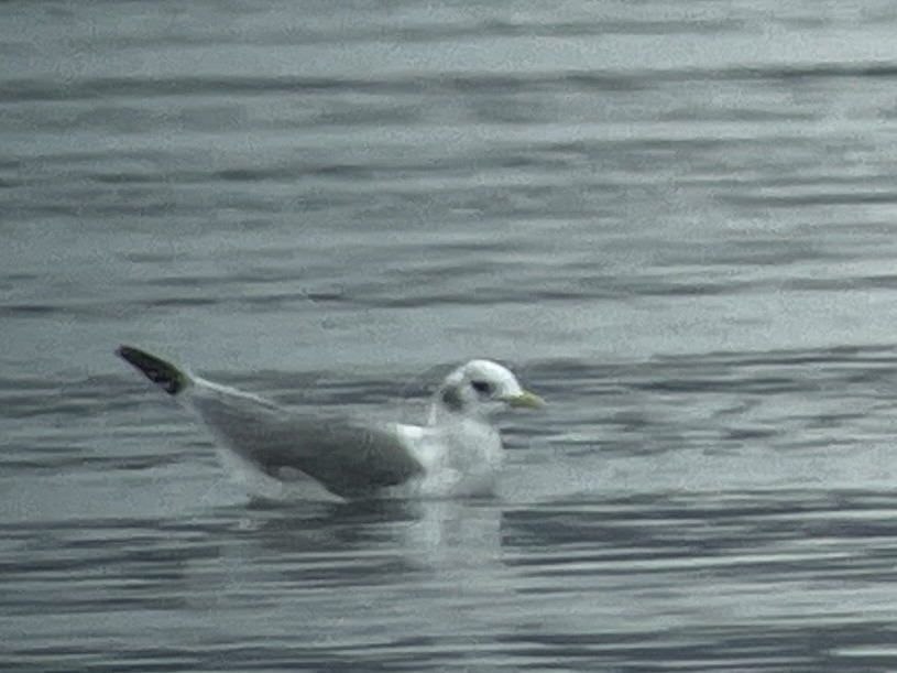 Mouette tridactyle - ML610092894
