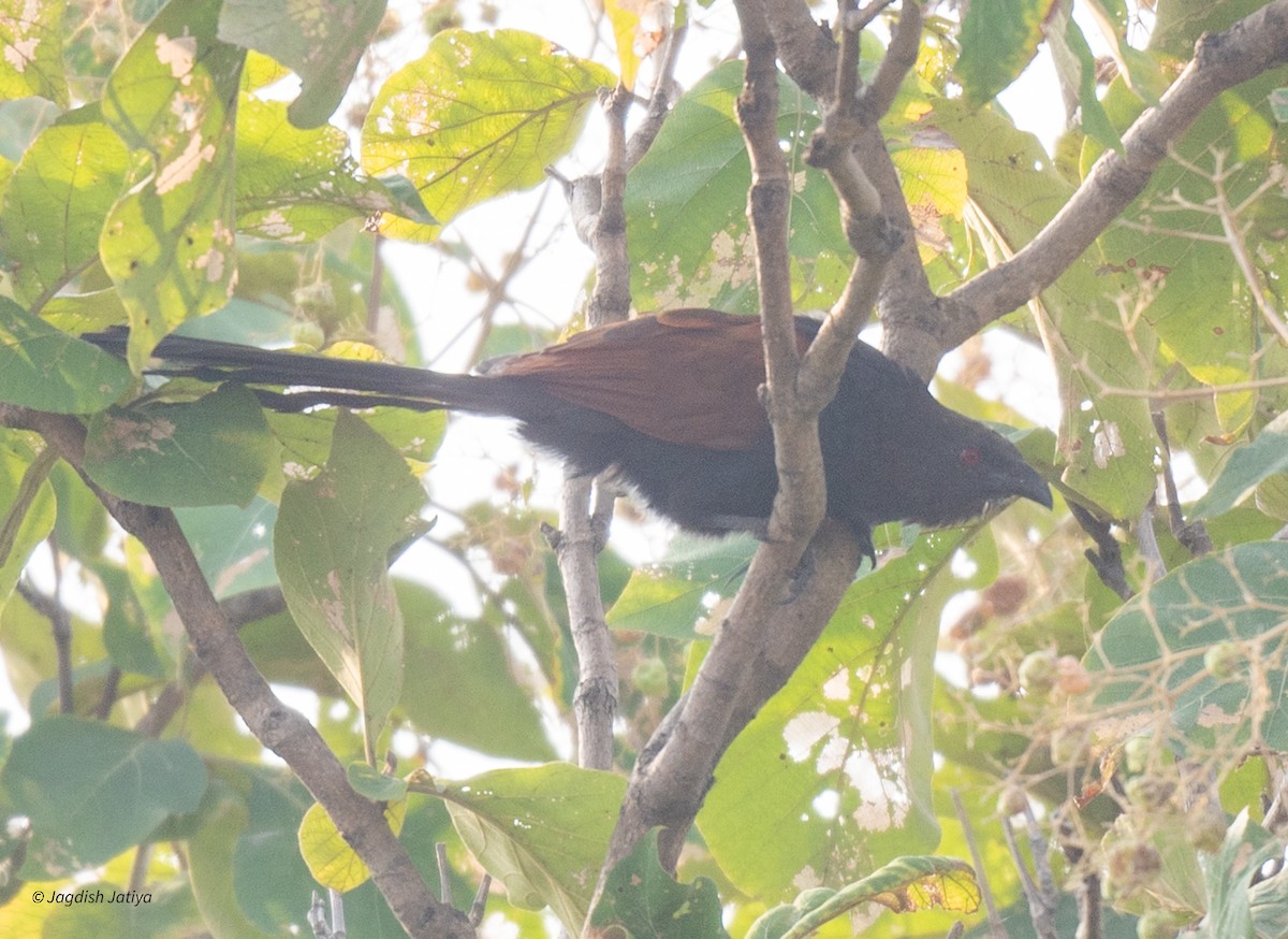 Greater Coucal - ML610092913