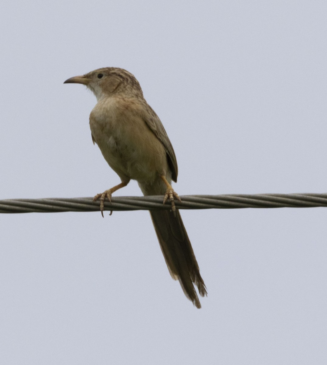 Common Babbler - ML610092921