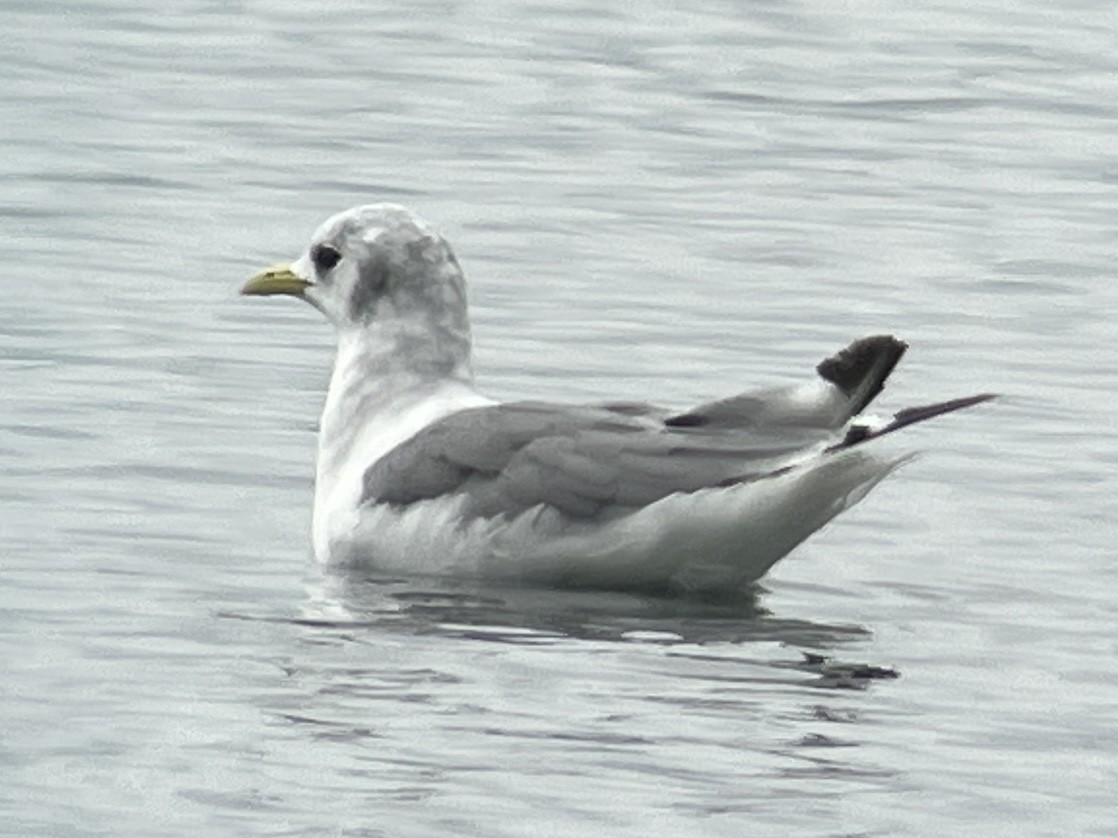 Mouette tridactyle - ML610092937