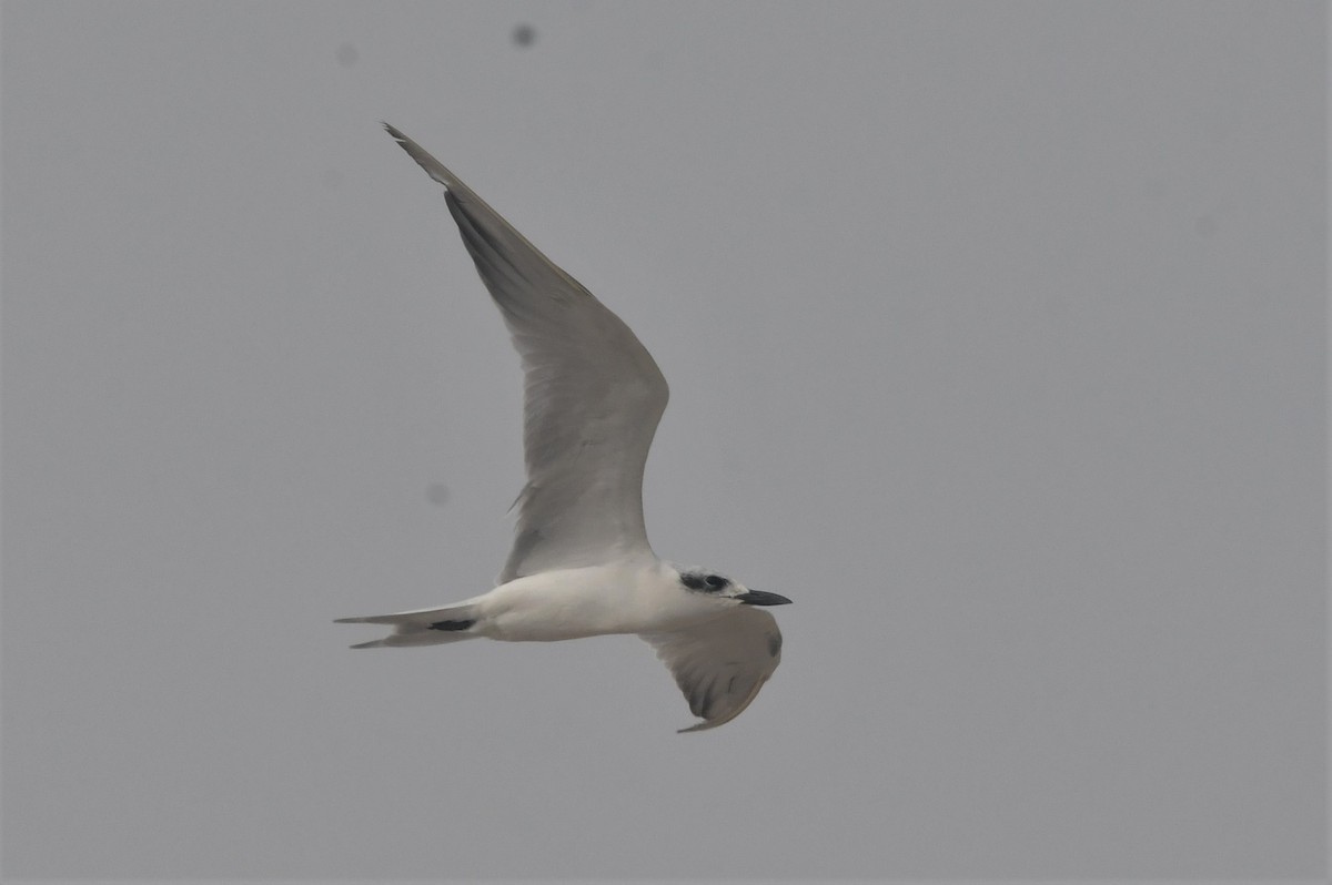 Gull-billed Tern - Pradeep Sangwan