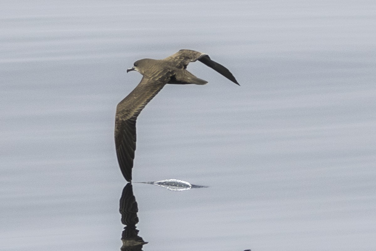 Wedge-tailed Shearwater - ML610093029