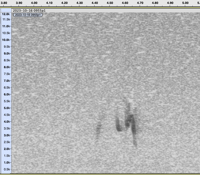 ズアカマシコ - ML610093050