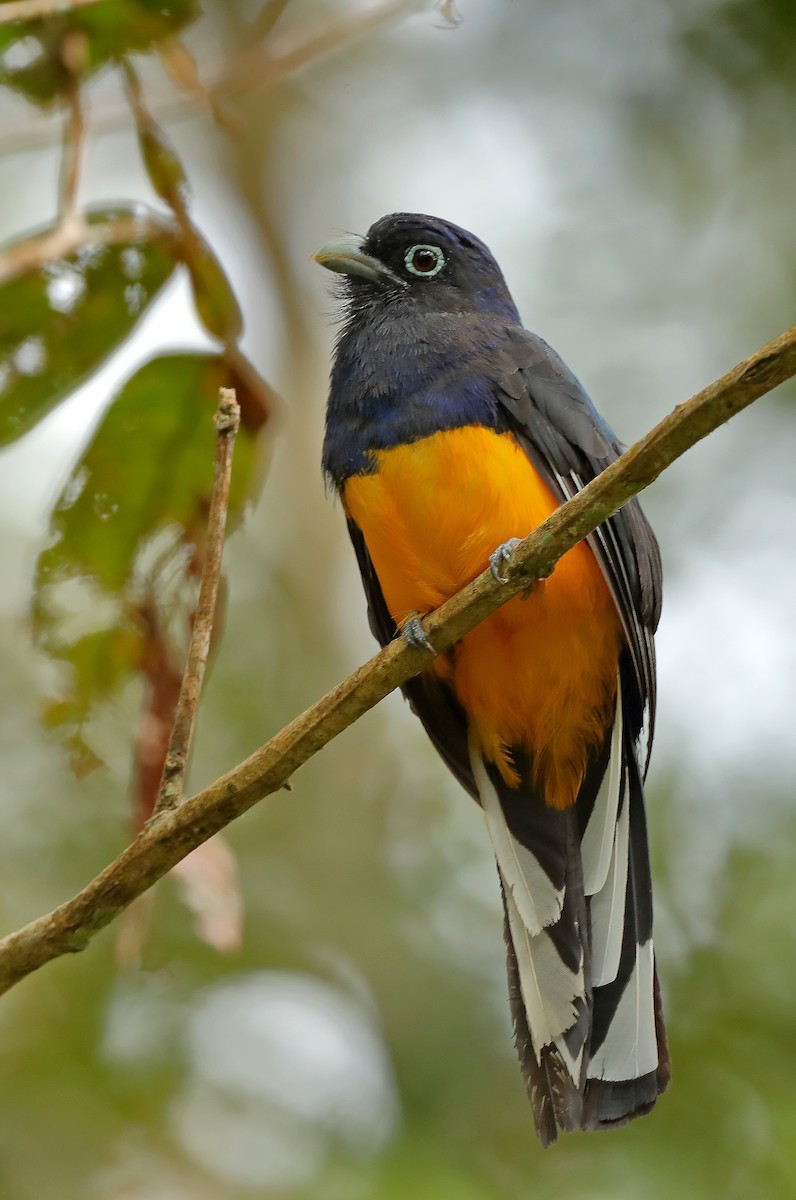 Green-backed Trogon - ML610093053