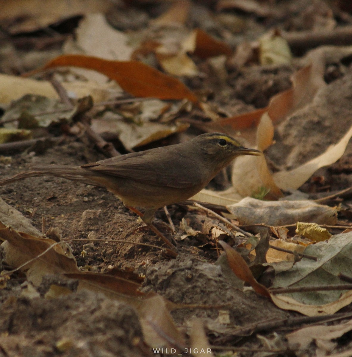 Sulphur-bellied Warbler - ML610093057