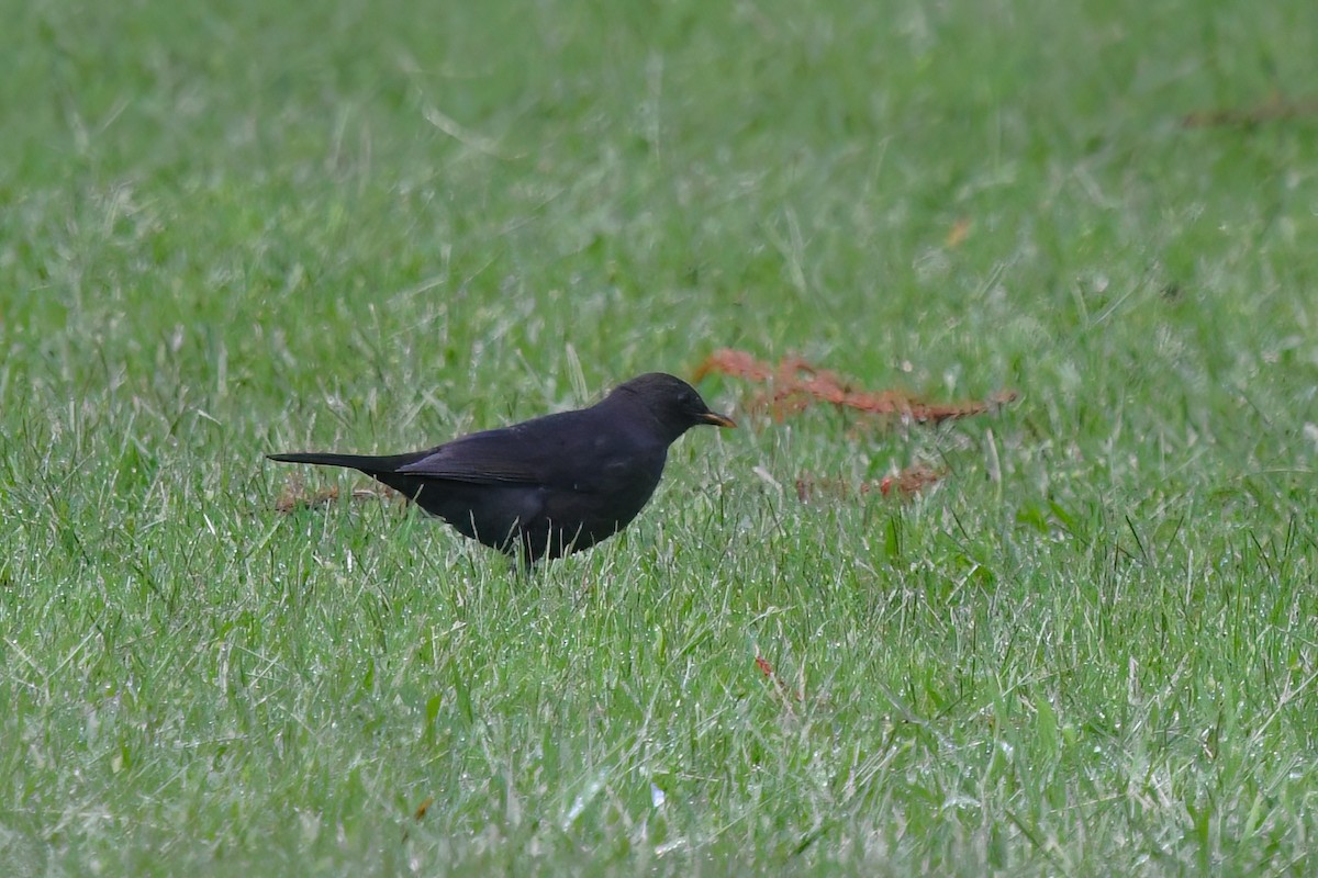 Eurasian Blackbird - ML610093079