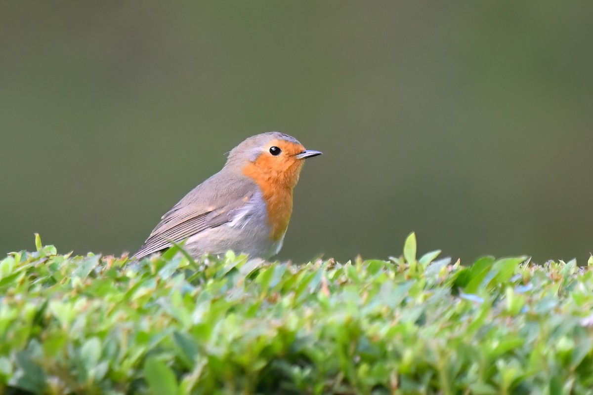 European Robin - ML610093080