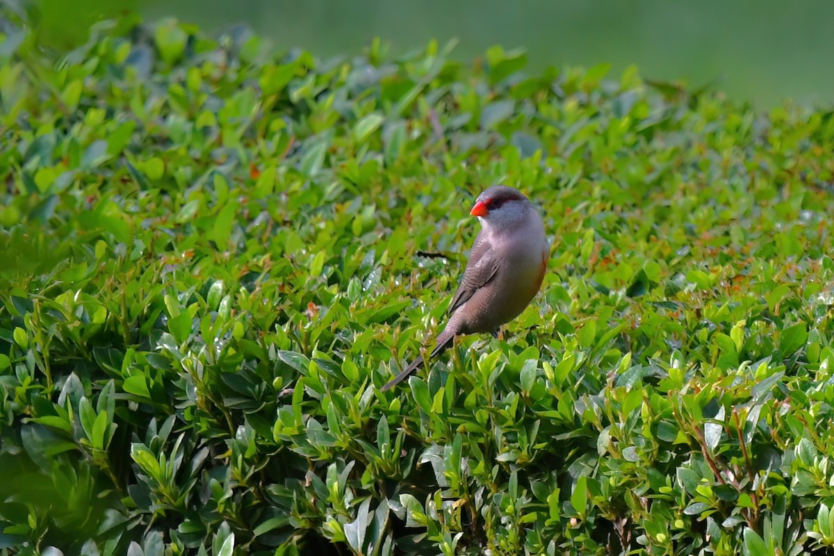 Common Waxbill - ML610093081