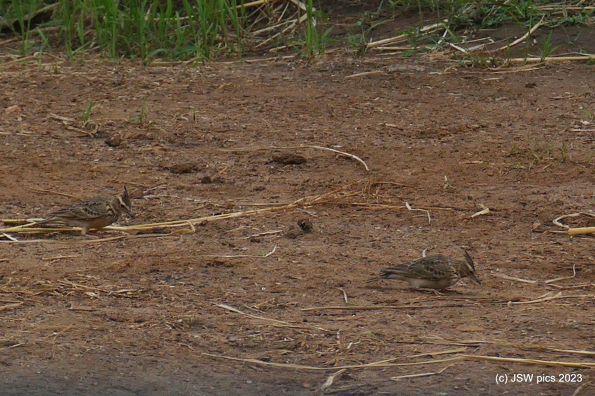 Malabar Lark - ML610093093