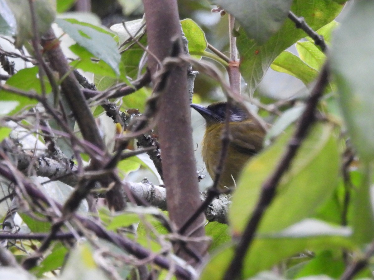 Stripe-cheeked Greenbul (Stripe-faced) - ML610093101