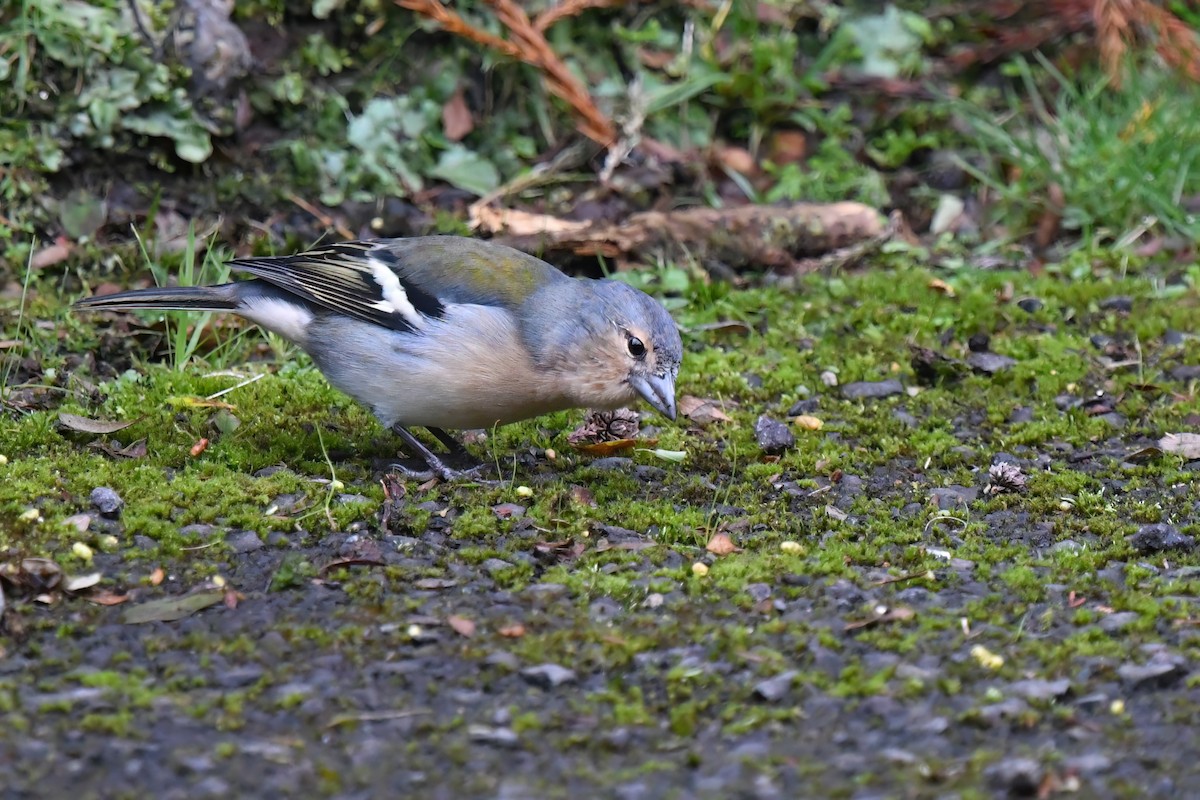 Azores Chaffinch - ML610093135