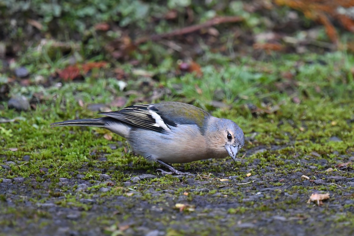 Azores Chaffinch - ML610093139