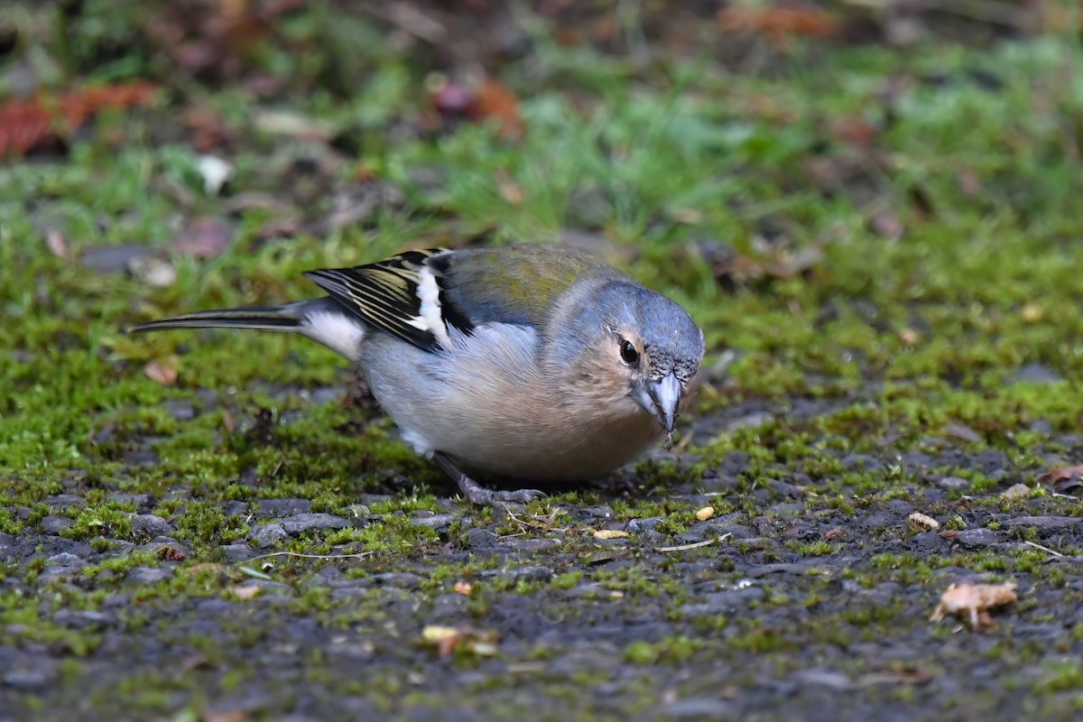 Azores Chaffinch - ML610093140