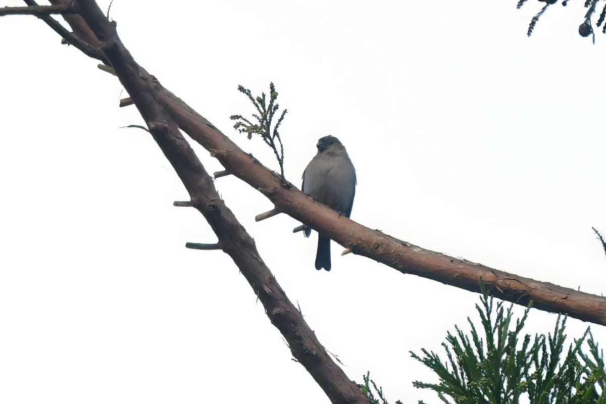 Azores Bullfinch - ML610093145