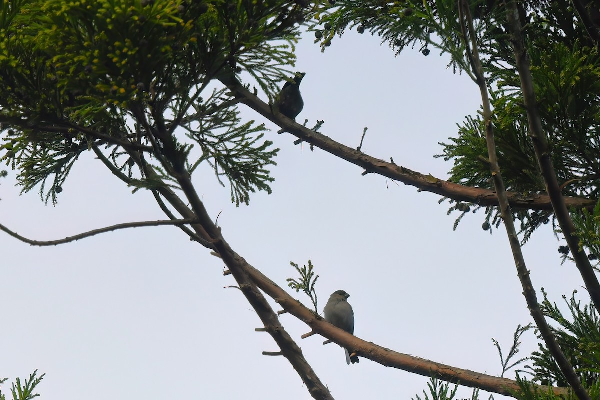 Azores Bullfinch - ML610093148