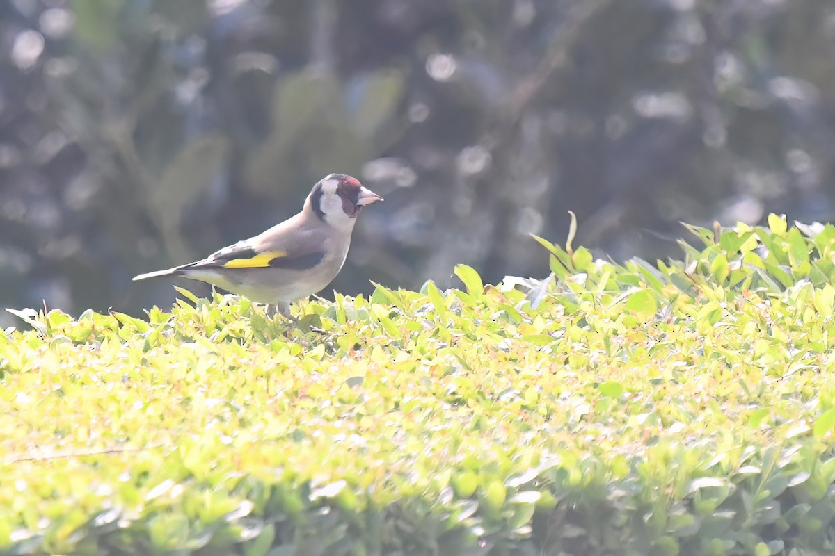 European Goldfinch - ML610093149