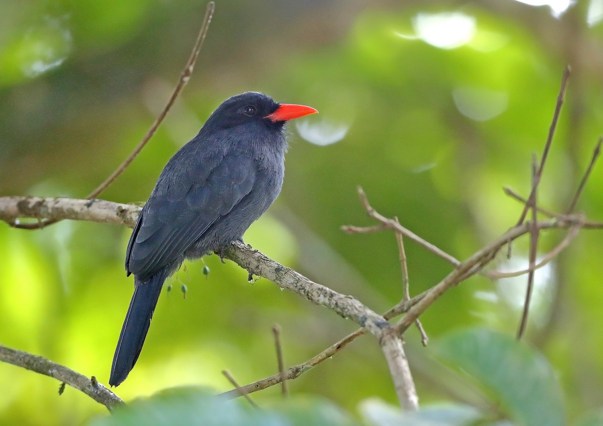 Black-fronted Nunbird - ML610093156