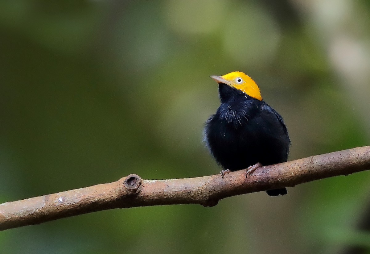 Golden-headed Manakin - ML610093162