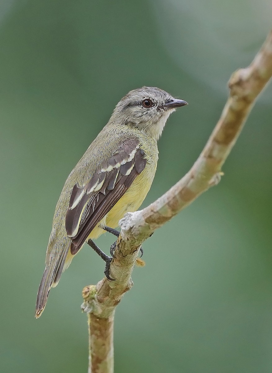 Yellow-crowned Tyrannulet - ML610093163