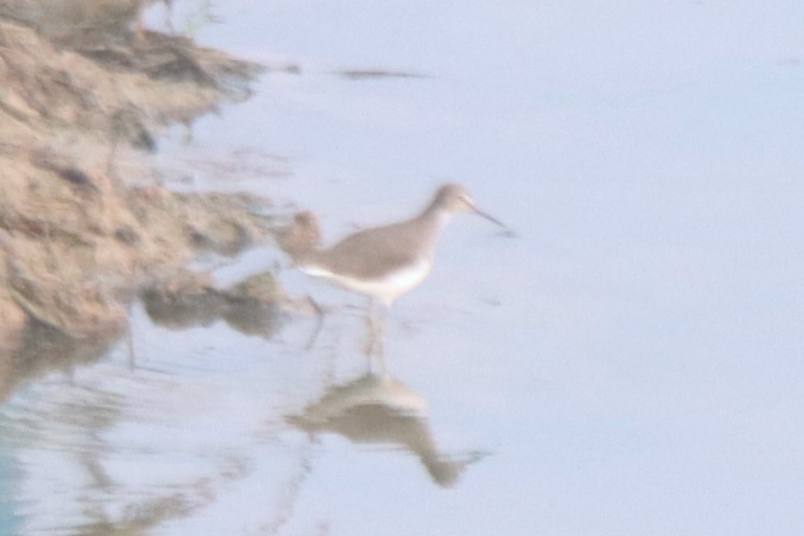 Green Sandpiper - Ajay Sarvagnam