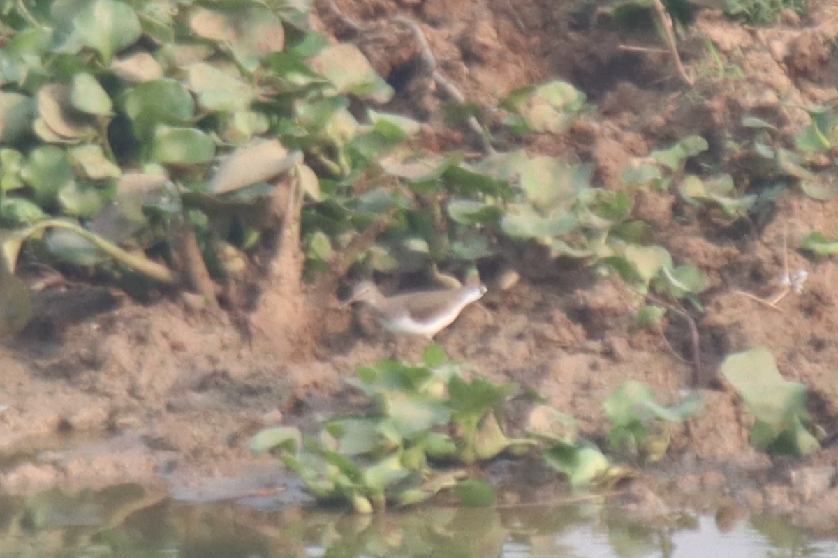 Green Sandpiper - ML610093168